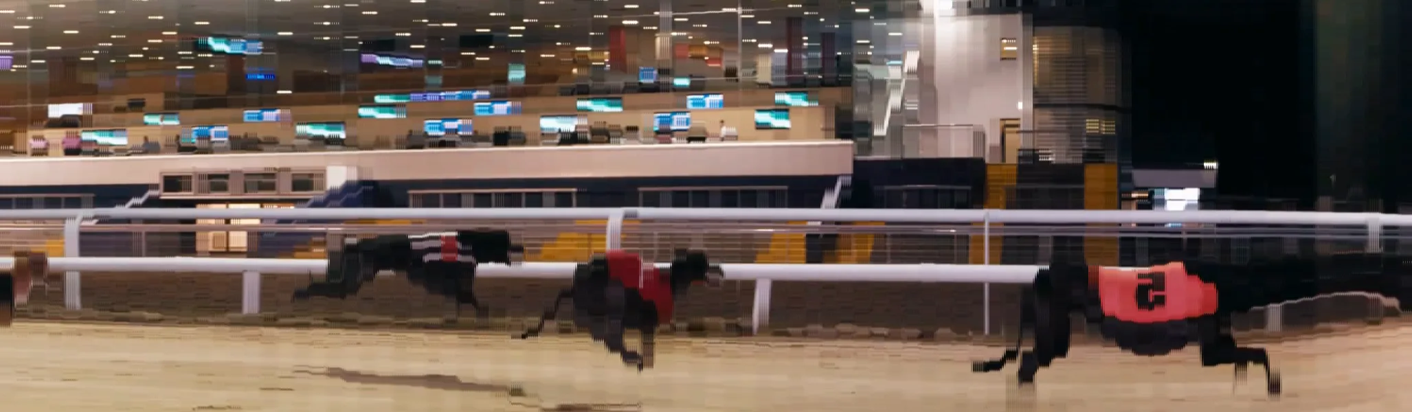 Photo-finish print made from the film: the greyhounds stretched across the frame, the leader in a red jacket at the line on the right.